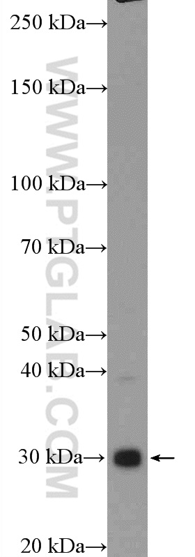 WB analysis of PC-3 using 17810-1-AP