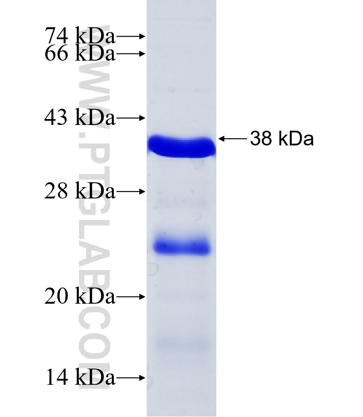 RNF4 fusion protein Ag33916 SDS-PAGE