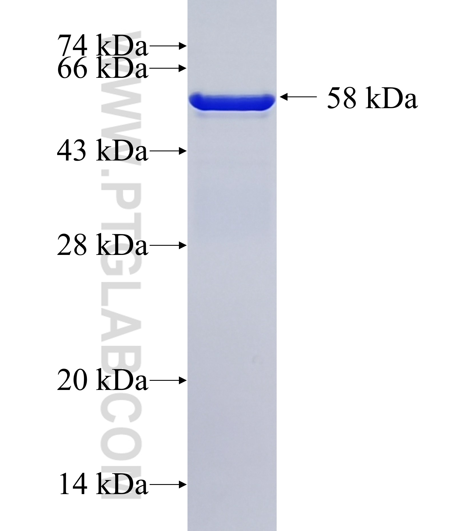 RNF4 fusion protein Ag12115 SDS-PAGE