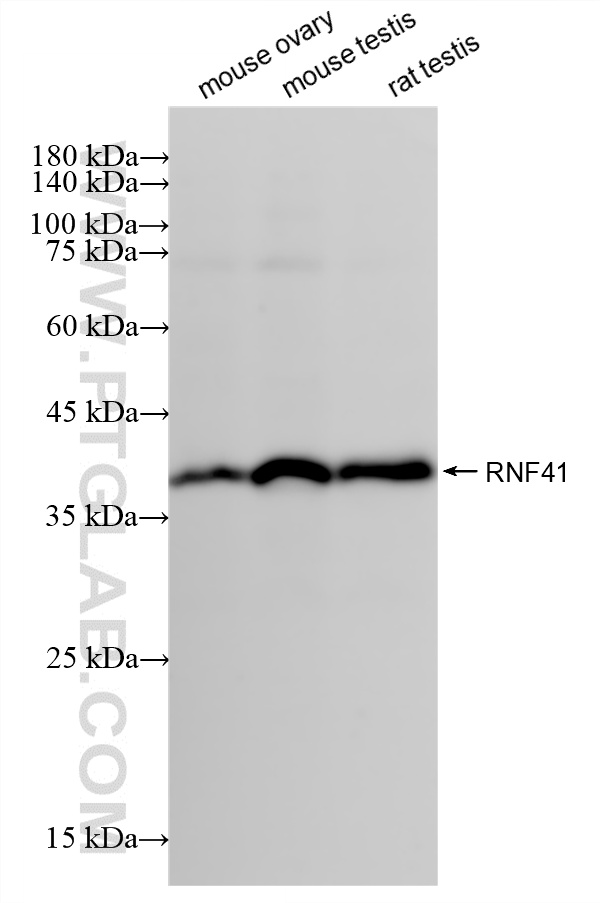 WB analysis using 88043-1-RR WB analysis using 88043-1-RR