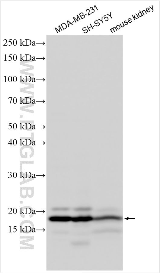 WB analysis using 20105-1-AP