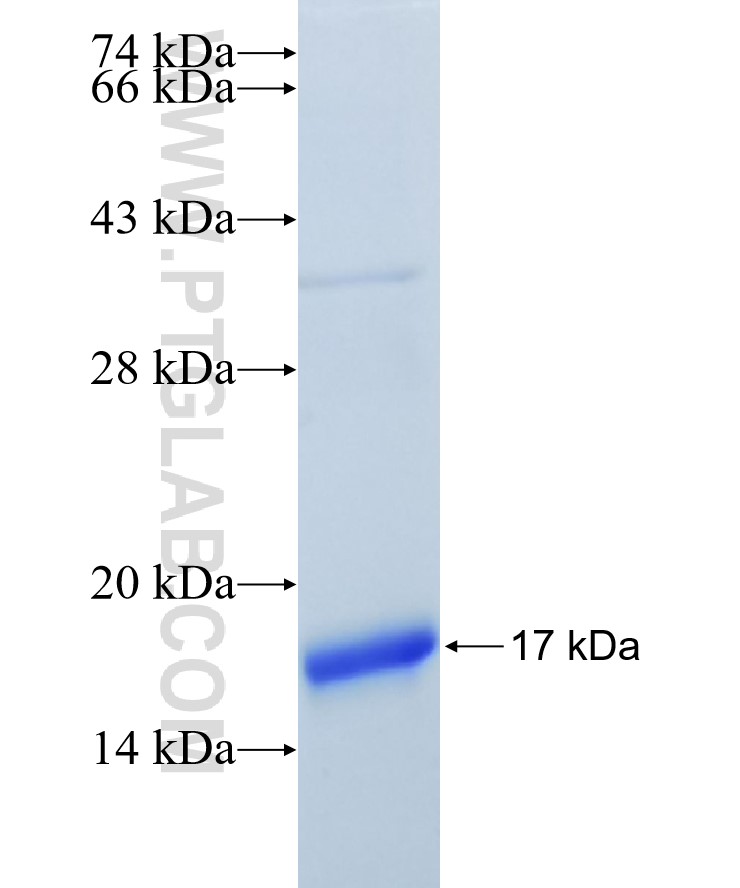 SAG fusion protein Ag16903 SDS-PAGE