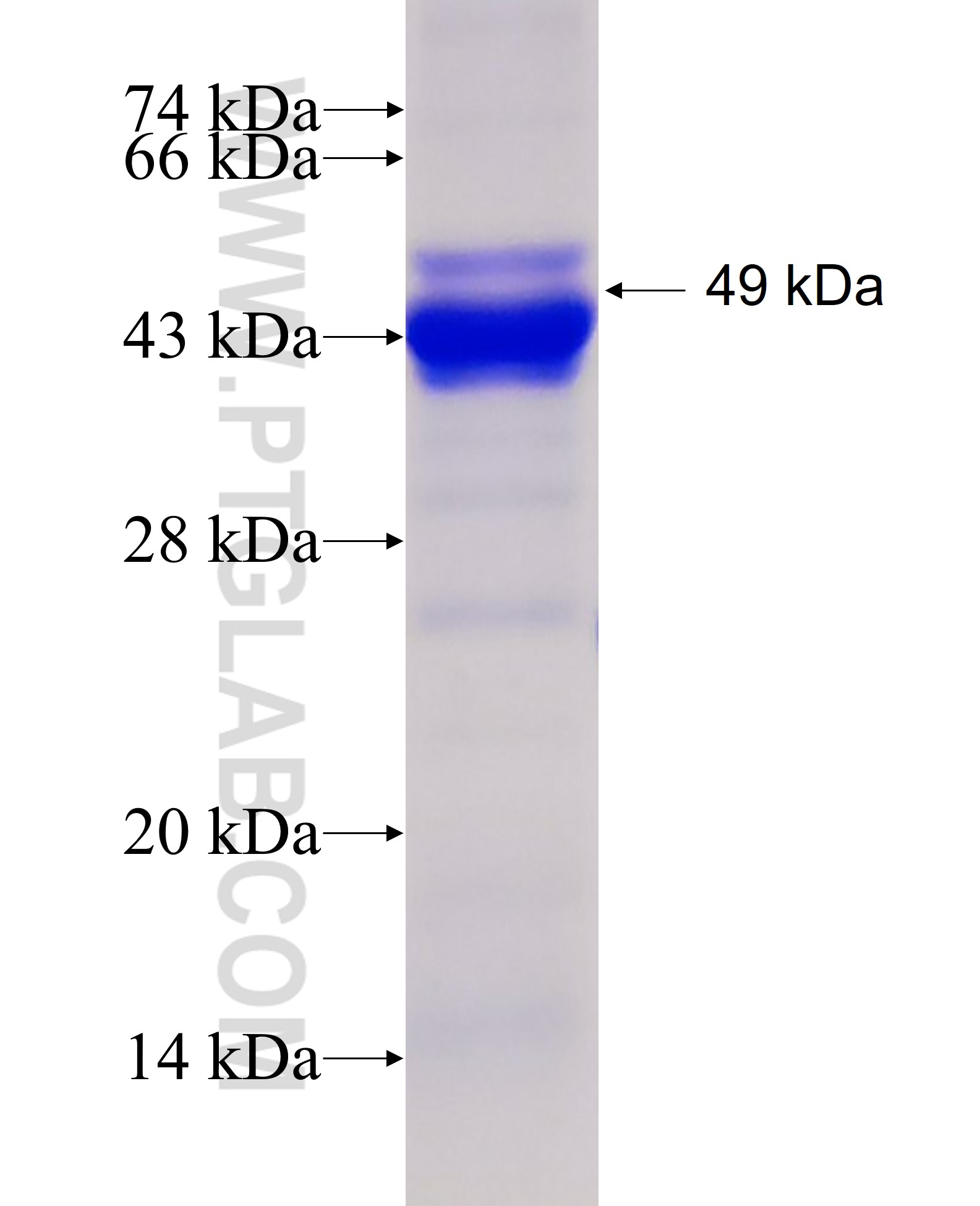 RNF8 fusion protein Ag5292 SDS-PAGE