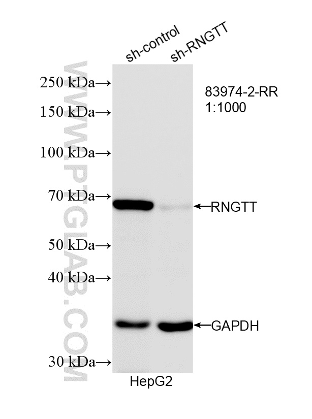 WB analysis of HepG2 using 83974-2-RR