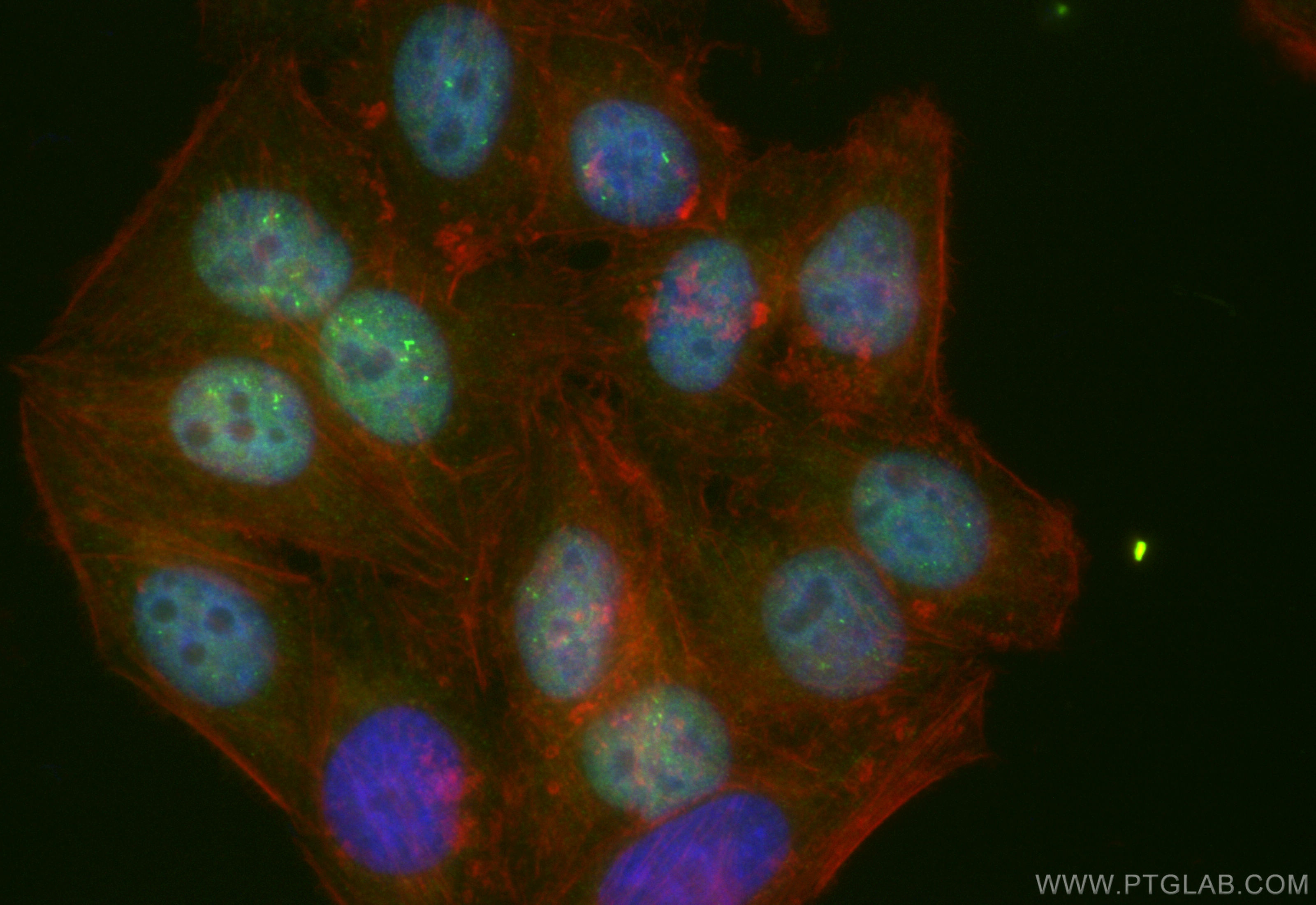 IF Staining of HepG2 using CL488-83974-4