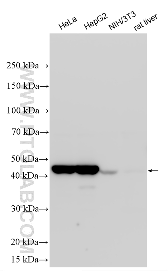 Various lysates were subjected to SDS PAGE followed by western blot with 10345-1-AP (RNH1 antibody) at dilution of 1:15000 incubated at room temperature for 1.5 hours. WB analysis using 10345-1-AP