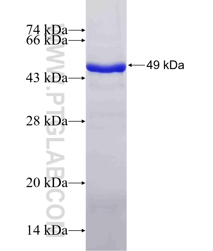 RNH1 fusion protein Ag0350 SDS-PAGE