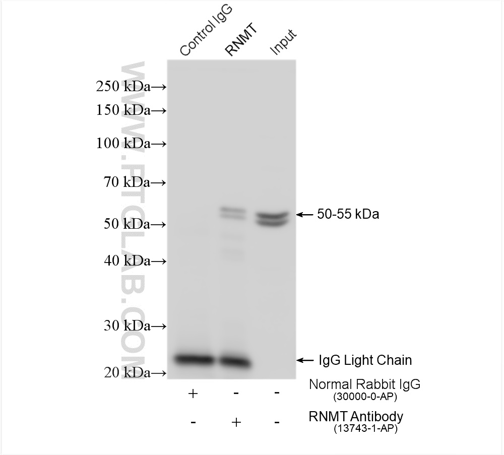 IP experiment of L02 using 13743-1-AP