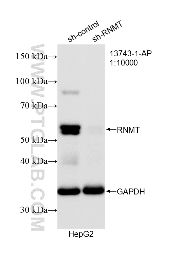 WB analysis of HepG2 using 13743-1-AP