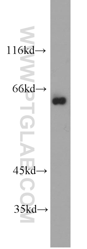 WB analysis of HEK-293 using 10555-1-AP