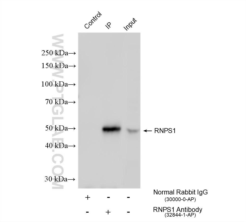 IP experiment of HEK-293 using 32844-1-AP