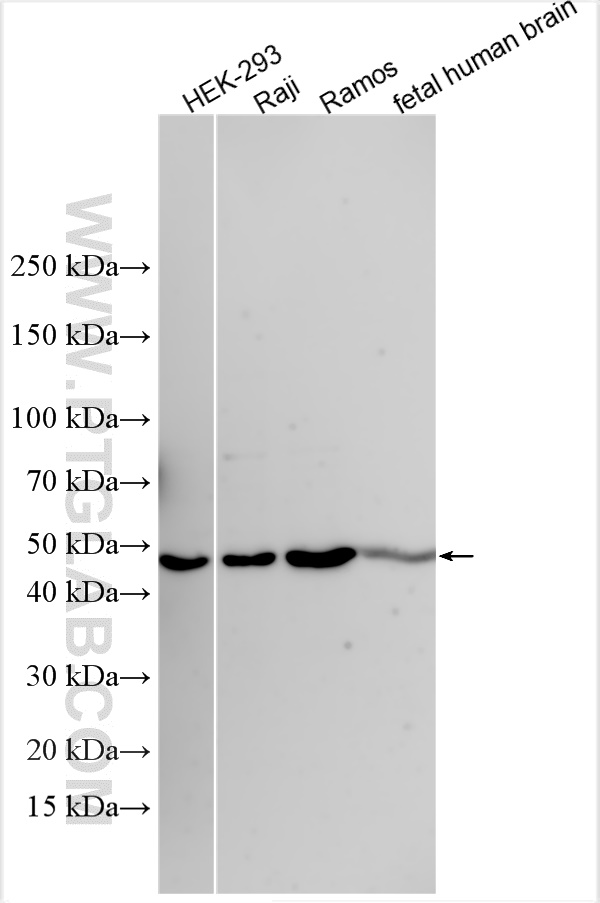 WB analysis using 32844-1-AP