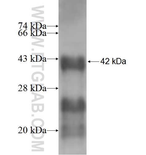 ROBO3 fusion protein Ag2608 SDS-PAGE