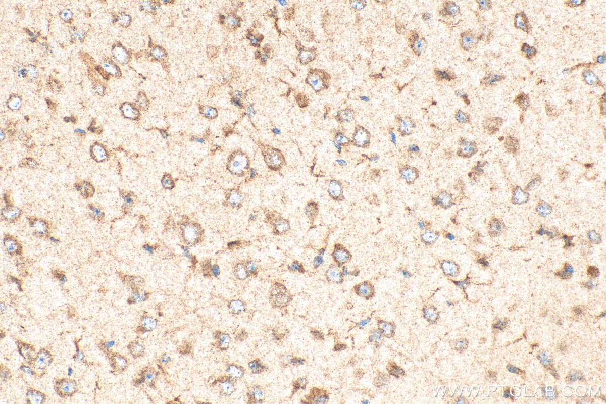 IHC staining of mouse brain using 20220-1-AP