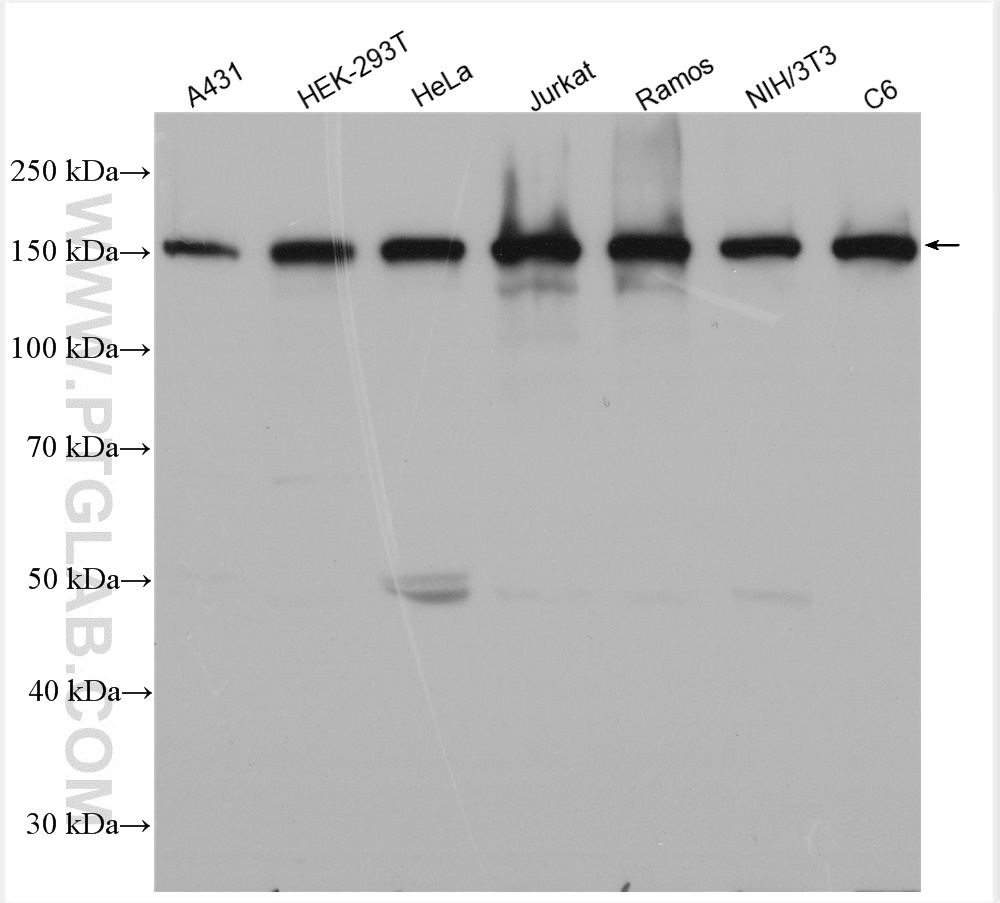 WB analysis using 21850-1-AP