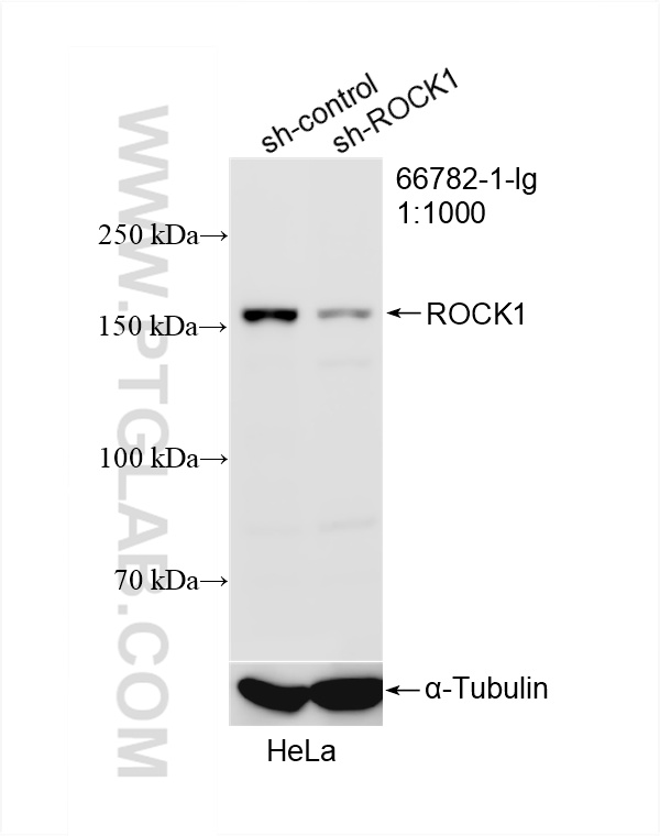 WB analysis of HeLa using 66782-1-Ig