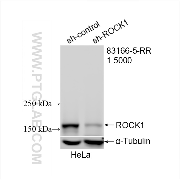 WB analysis of HeLa using 83166-5-RR