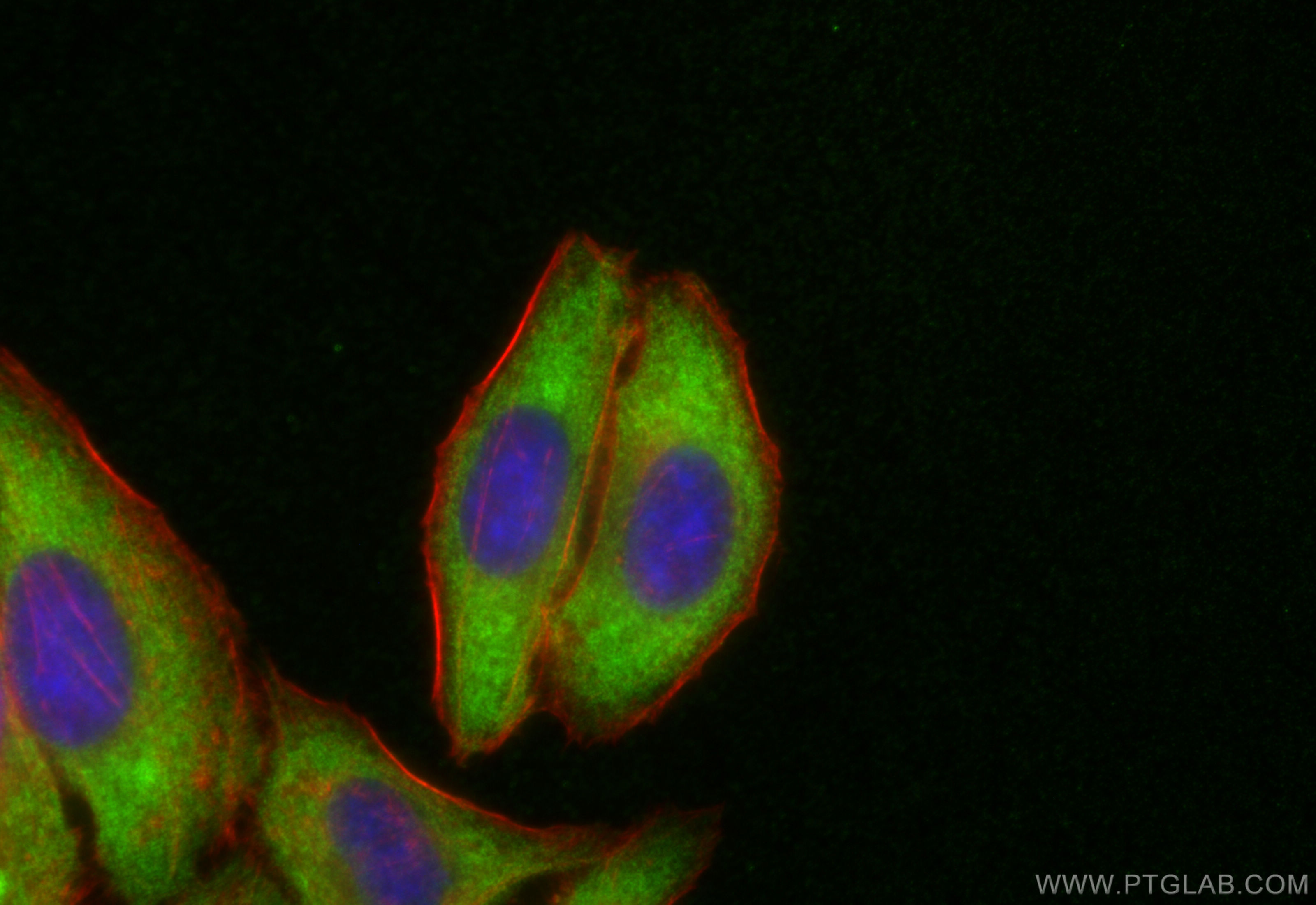 Immunofluorescent analysis of (-20°C Ethanol) fixed HepG2 cells using ROCK2(middle) antibody (21645-1-AP) at dilution of 1:200 and CoraLite®488-Conjugated Goat Anti-Rabbit IgG(H+L) (<a class='green' href='/productredirect?CatalogNo=SA00013-2' target='_blank'>SA00013-2</a>), CL594-phalloidin (red). IF Staining of HepG2 using 21645-1-AP