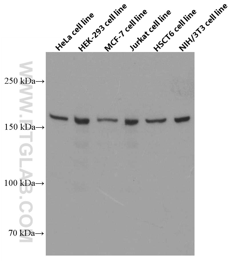 WB analysis using 66633-1-Ig