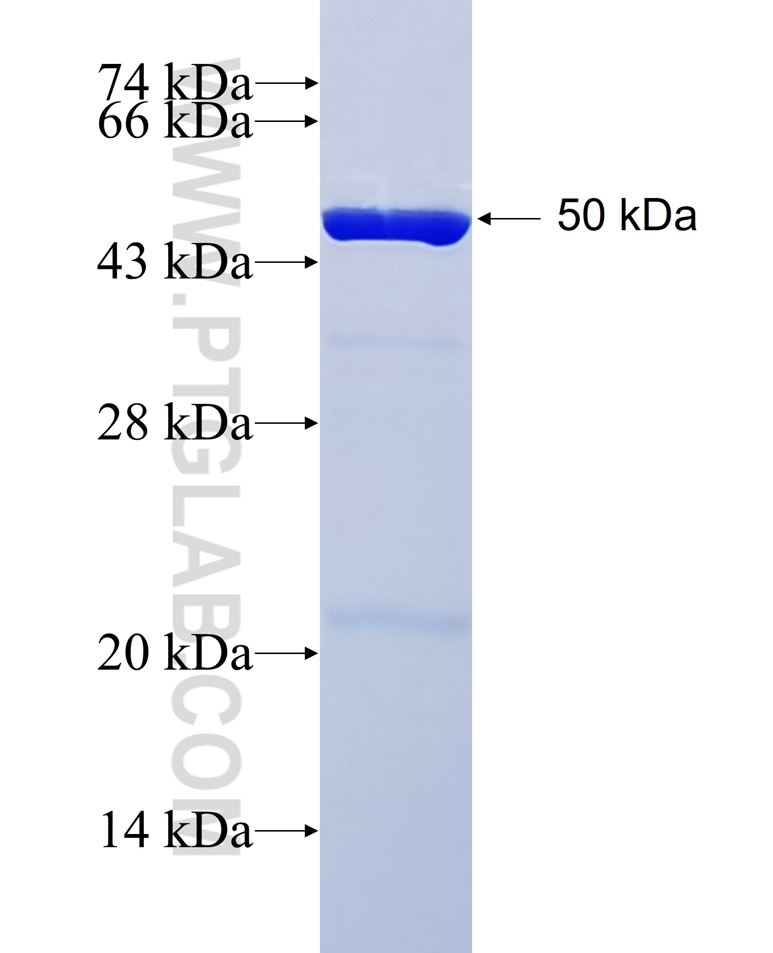 ROCK2 fusion protein Ag16330 SDS-PAGE