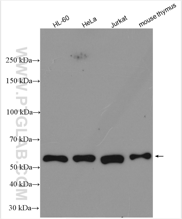 WB analysis using 14027-1-AP