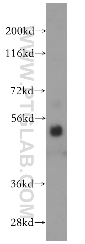 WB analysis of HL-60 using 14027-1-AP