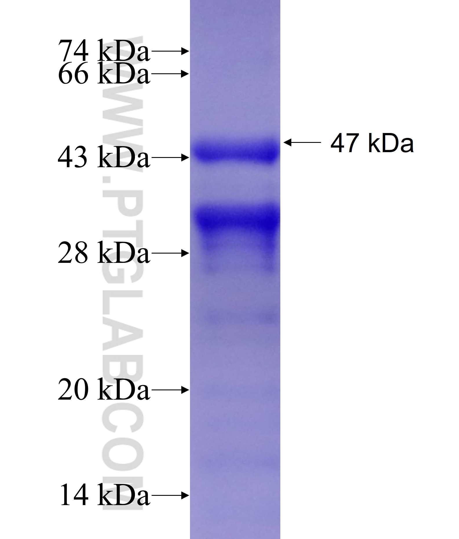 ROD1 fusion protein Ag5446 SDS-PAGE ROD1 fusion protein Ag5446 SDS-PAGE