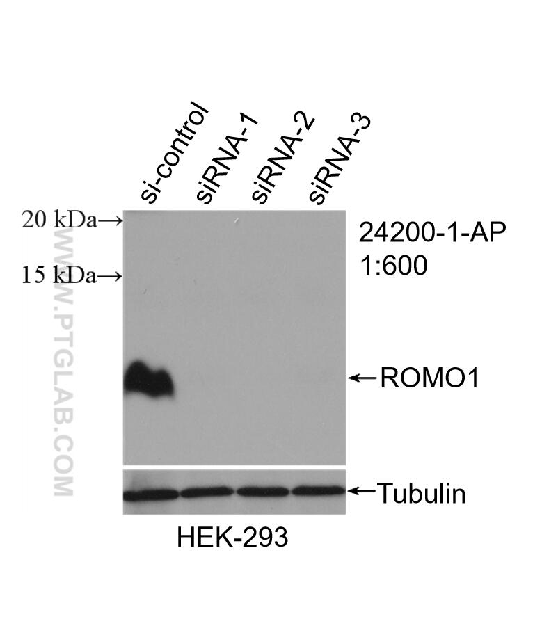 WB analysis of HEK-293 using 24200-1-AP