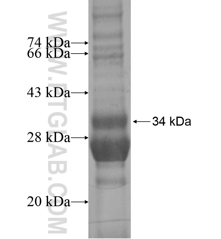 ROMO1 fusion protein Ag16891 SDS-PAGE ROMO1 fusion protein Ag16891 SDS-PAGE