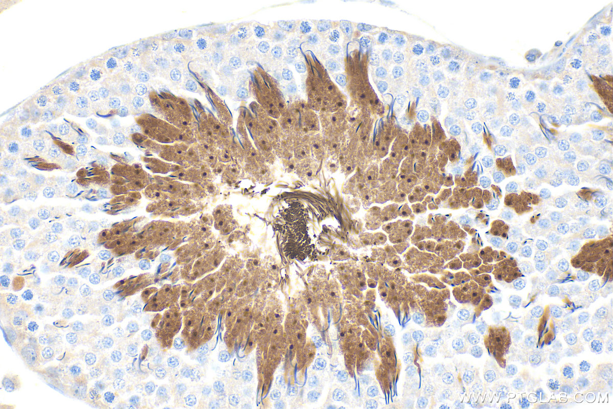 IHC staining of rat testis using 34136-1-AP IHC staining of rat testis using 34136-1-AP