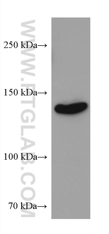 WB analysis of NIH/3T3 using 66923-1-Ig (same clone as 66923-1-PBS)