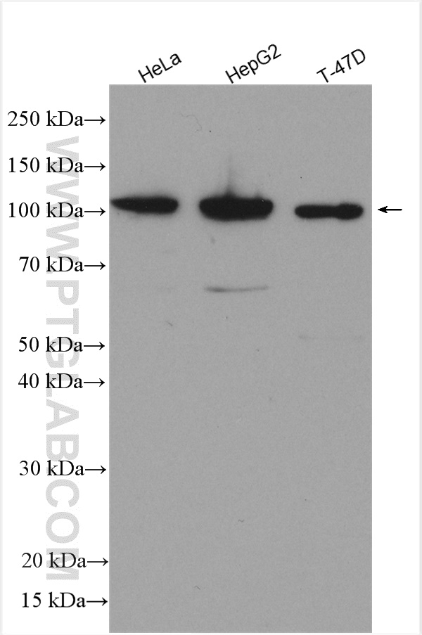 WB analysis using 25842-1-AP