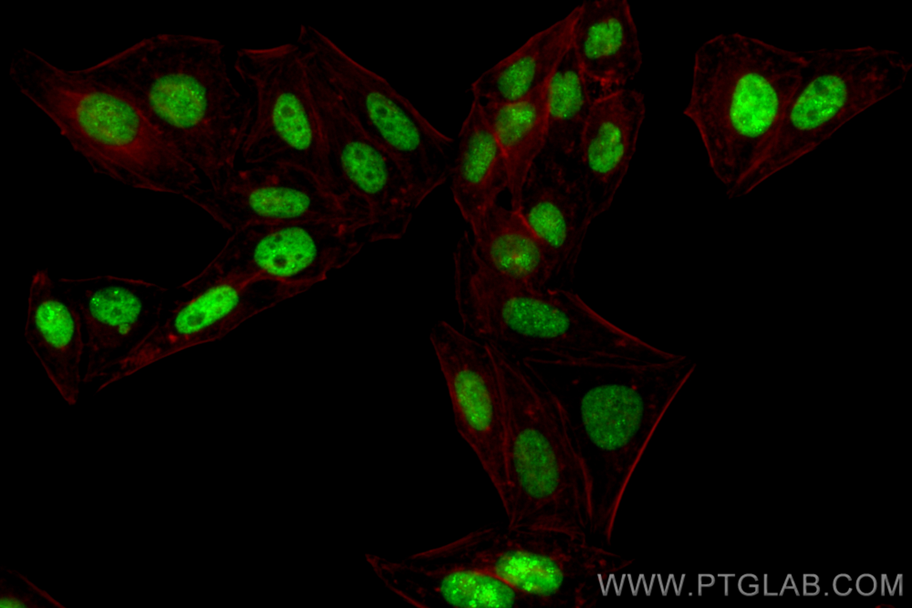 IF Staining of HepG2 using CL488-82930