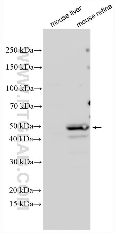 Mouse retina tissue(positive) and mouse liver tissue (negative) were subjected to SDS PAGE followed by western blot with 17635-1-AP (RORB antibody) at dilution of 1:1000 incubated at room temperature for 1.5 hours. WB analysis using 17635-1-AP