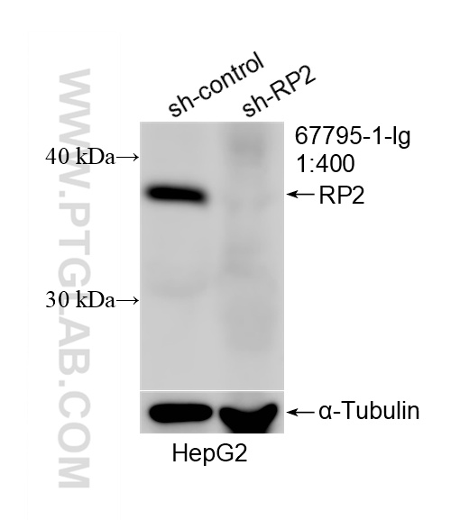WB analysis of HepG2 using 67795-1-Ig WB analysis of HepG2 using 67795-1-Ig