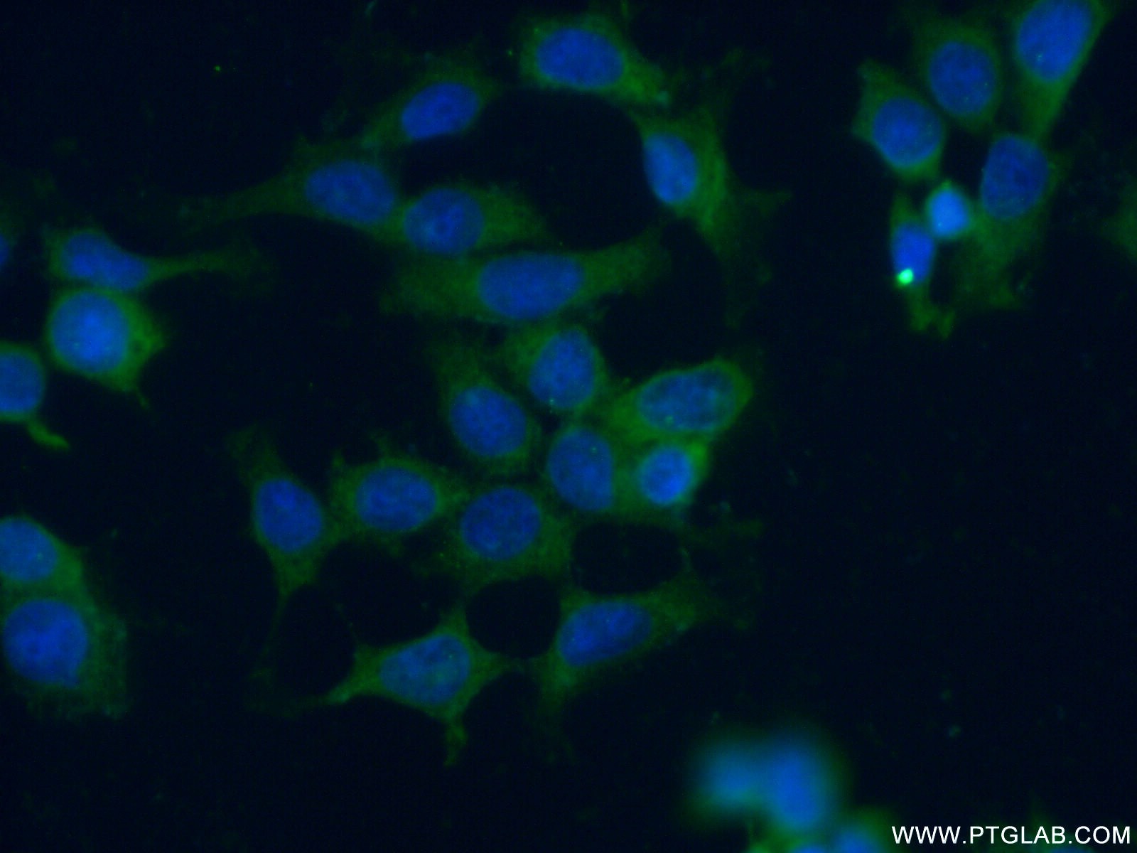 IF Staining of MCF-7 using 10847-1-AP