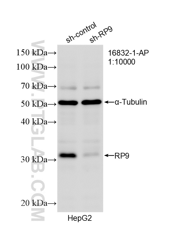 WB analysis of HepG2 using 16832-1-AP