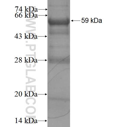 RPA1 fusion protein Ag3067 SDS-PAGE