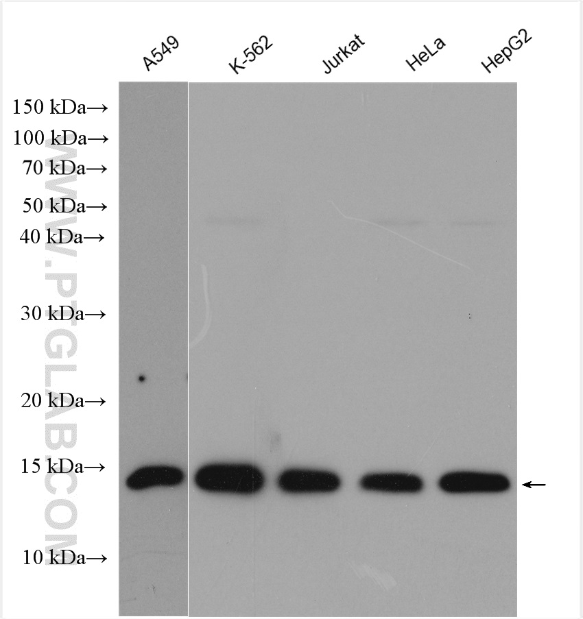 WB analysis using 10692-1-AP