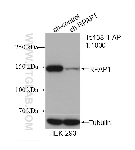 WB analysis of HEK-293 using 15138-1-AP