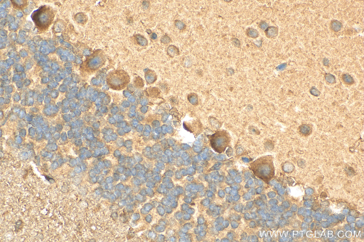 IHC staining of mouse cerebellum using 17401-1-AP