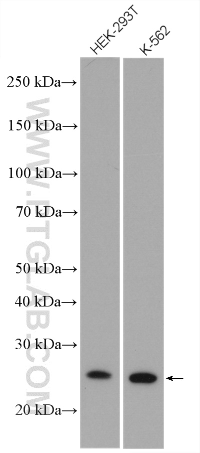 WB analysis of HEK-293T using 12168-2-AP