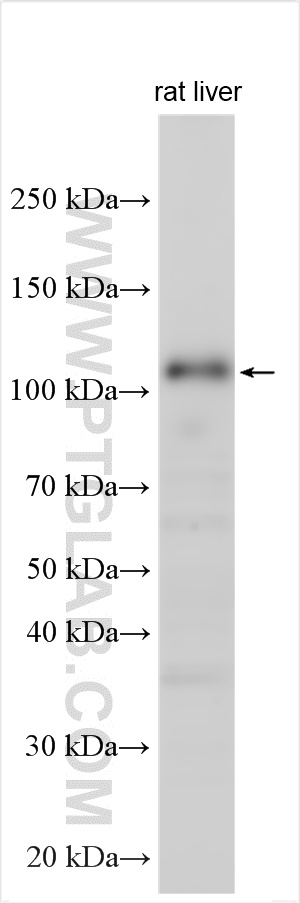 WB analysis using 16891-1-AP (same clone as 16891-1-PBS)