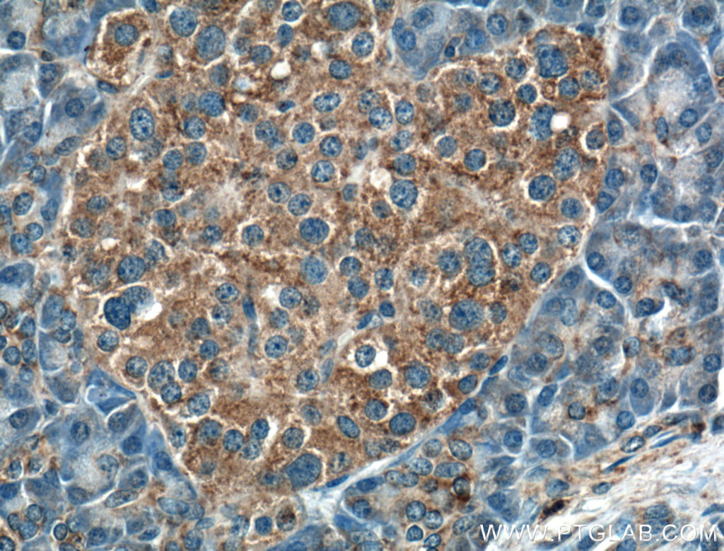 IHC staining of human pancreas using 55160-1-AP