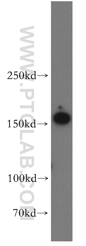 WB analysis of HEK-293 using 55160-1-AP