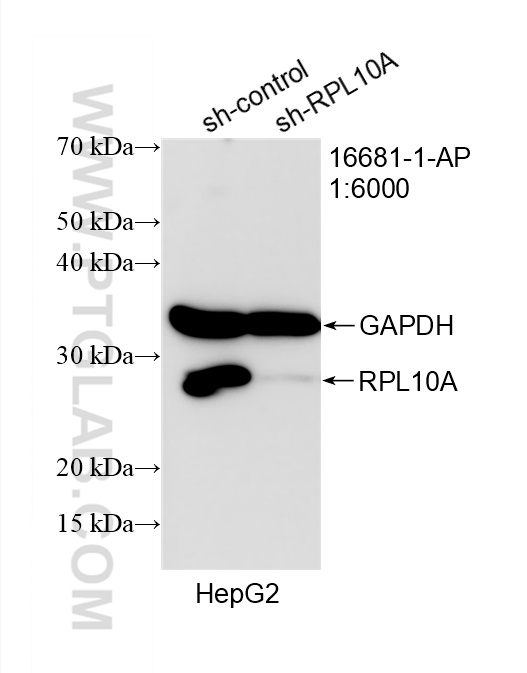 WB analysis of HepG2 using 16681-1-AP WB analysis of HepG2 using 16681-1-AP