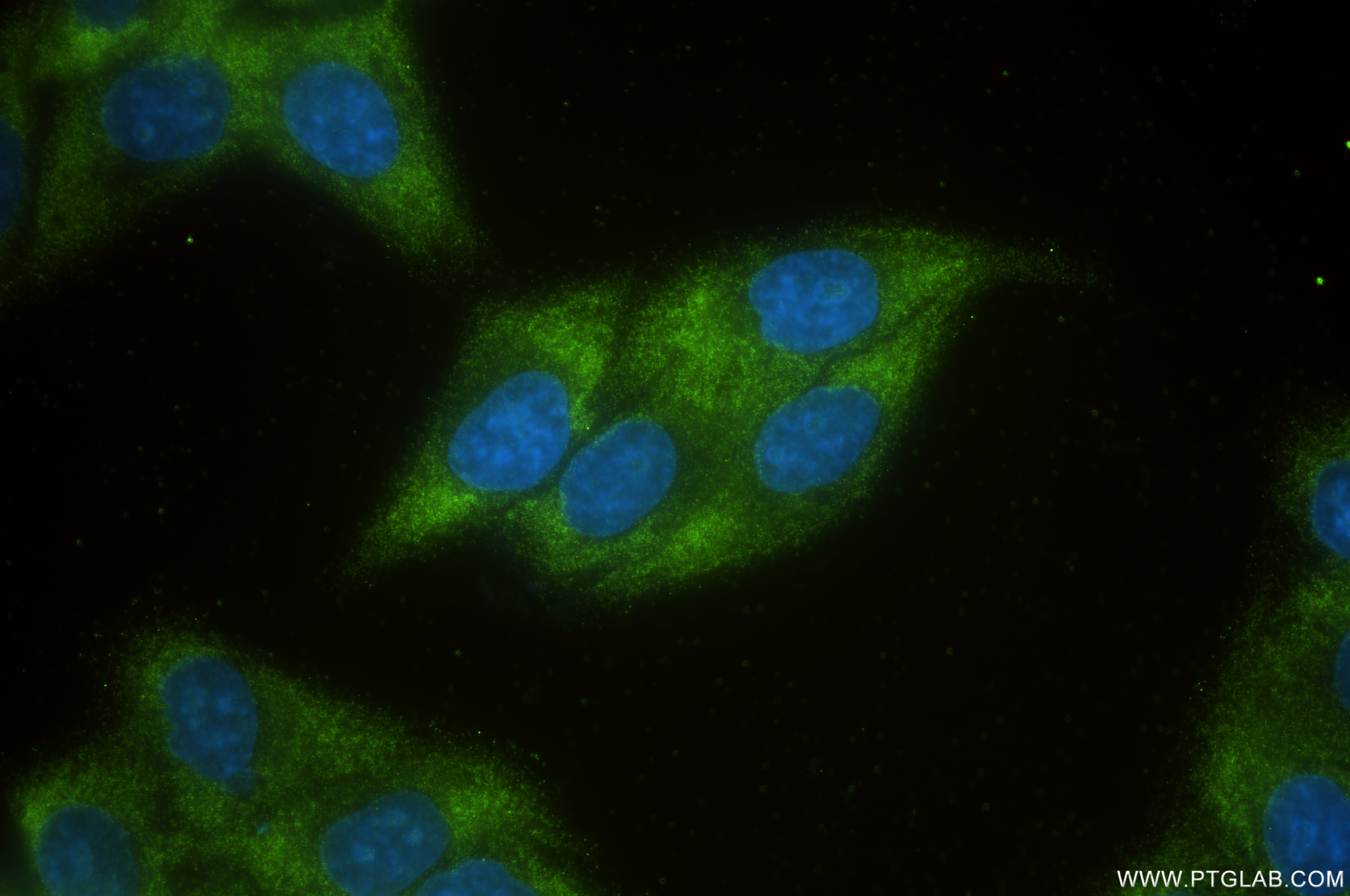 IF Staining of HepG2 using 85685-1-RR
