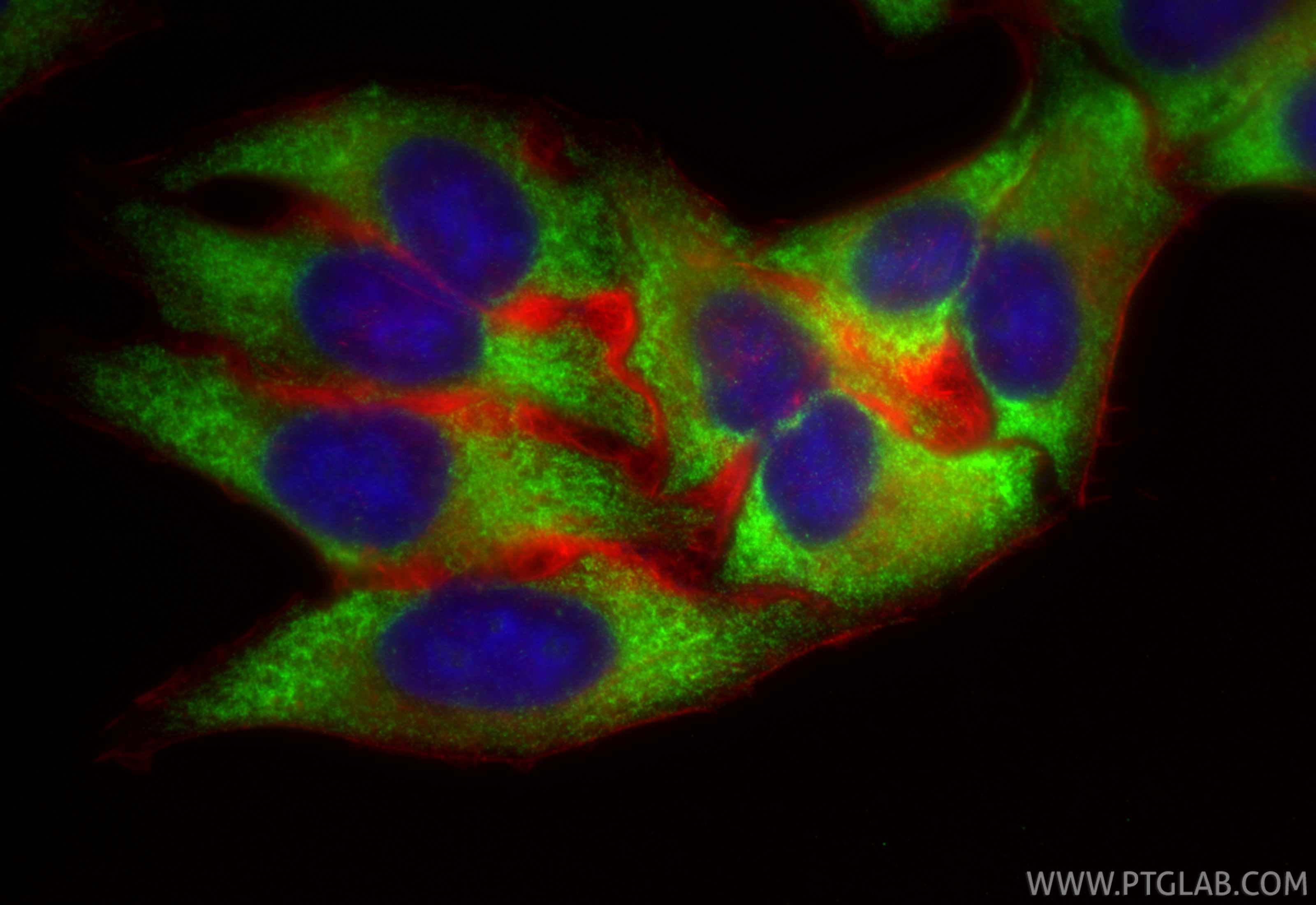 Immunofluorescent analysis of (-20°C Ethanol) fixed HepG2 cells using RPL10A antibody (85685-1-RR, Clone: 243031C10 ) at dilution of 1:1000 and CoraLite®488-Conjugated Goat Anti-Rabbit IgG(H+L) (<a class='green' href='/productredirect?CatalogNo=SA00013-2' target='_blank'>SA00013-2</a>), CL594-Phalloidin (red). IF Staining of HepG2 using 85685-1-RR