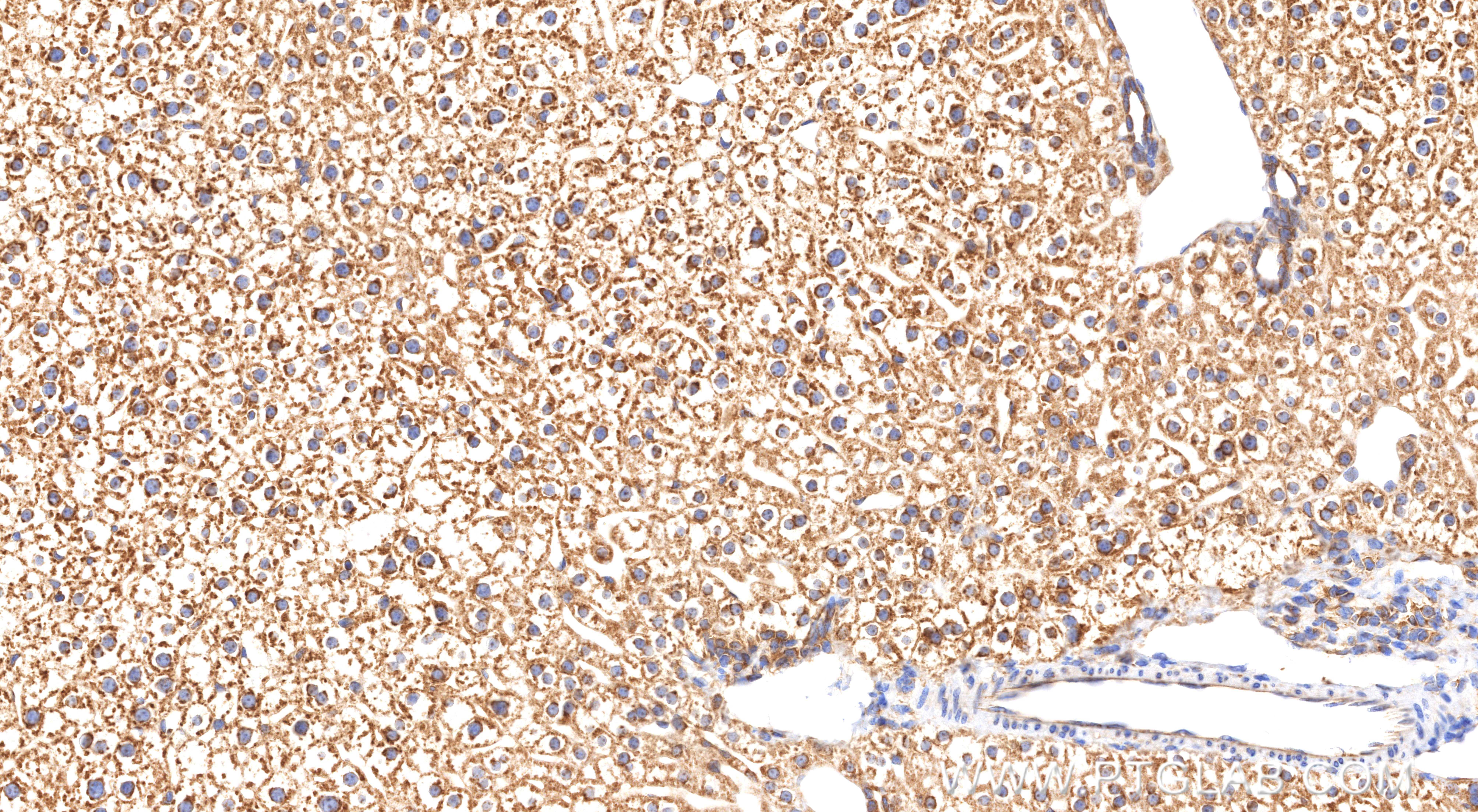 Immunohistochemical analysis of paraffin-embedded mouse liver tissue slide using 85685-1-RR (RPL10A antibody) at dilution of 1:1000 (under 20x lens). Heat mediated antigen retrieval with Tris-EDTA buffer (pH 9.0). IHC staining of mouse liver using 85685-1-RR