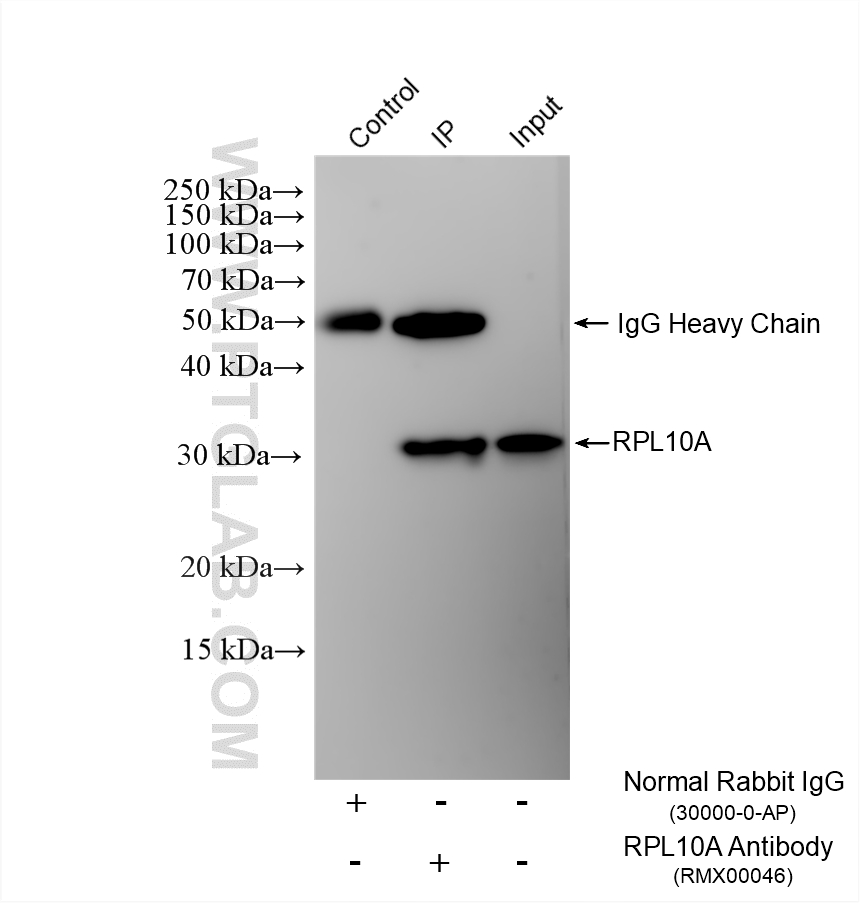 IP result of anti-RPL10A (IP:RMX00046, 4ug; Detection:RMX00046 1:10000) with HepG2 cells lysate 1600 ug. IP experiment of HepG2 using RMX00046